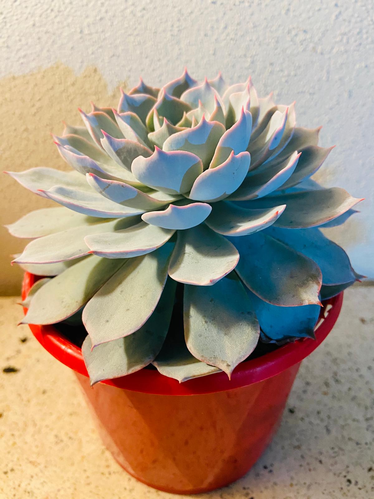 Close-up of fleshy leaves on Echeveria Morning Beauty