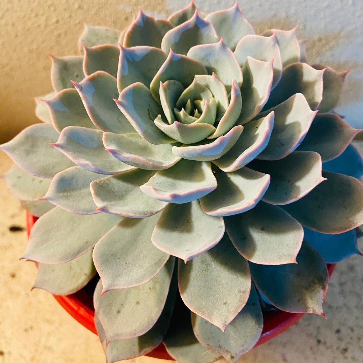 Pastel lavender and pink tones on Echeveria Morning Beauty leaves