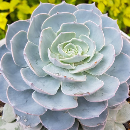 Soft blue-green rosette of Echeveria Morning Beauty