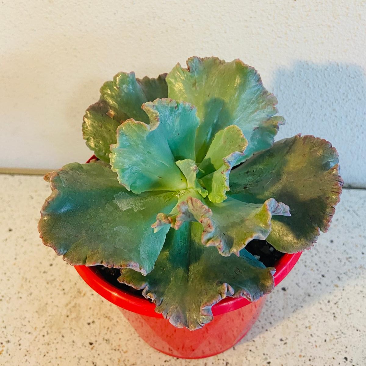 Echeveria 'Octans' succulent in a 130mm nursery pot