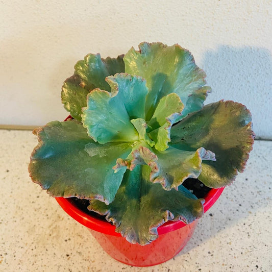 Echeveria 'Octans' succulent in a 130mm nursery pot