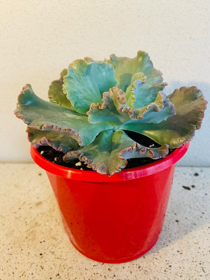 Echeveria 'Octans' succulent plant for sale in Australia