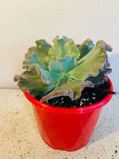 Close-up of blue-green Echeveria 'Octans' leaves with pink tips