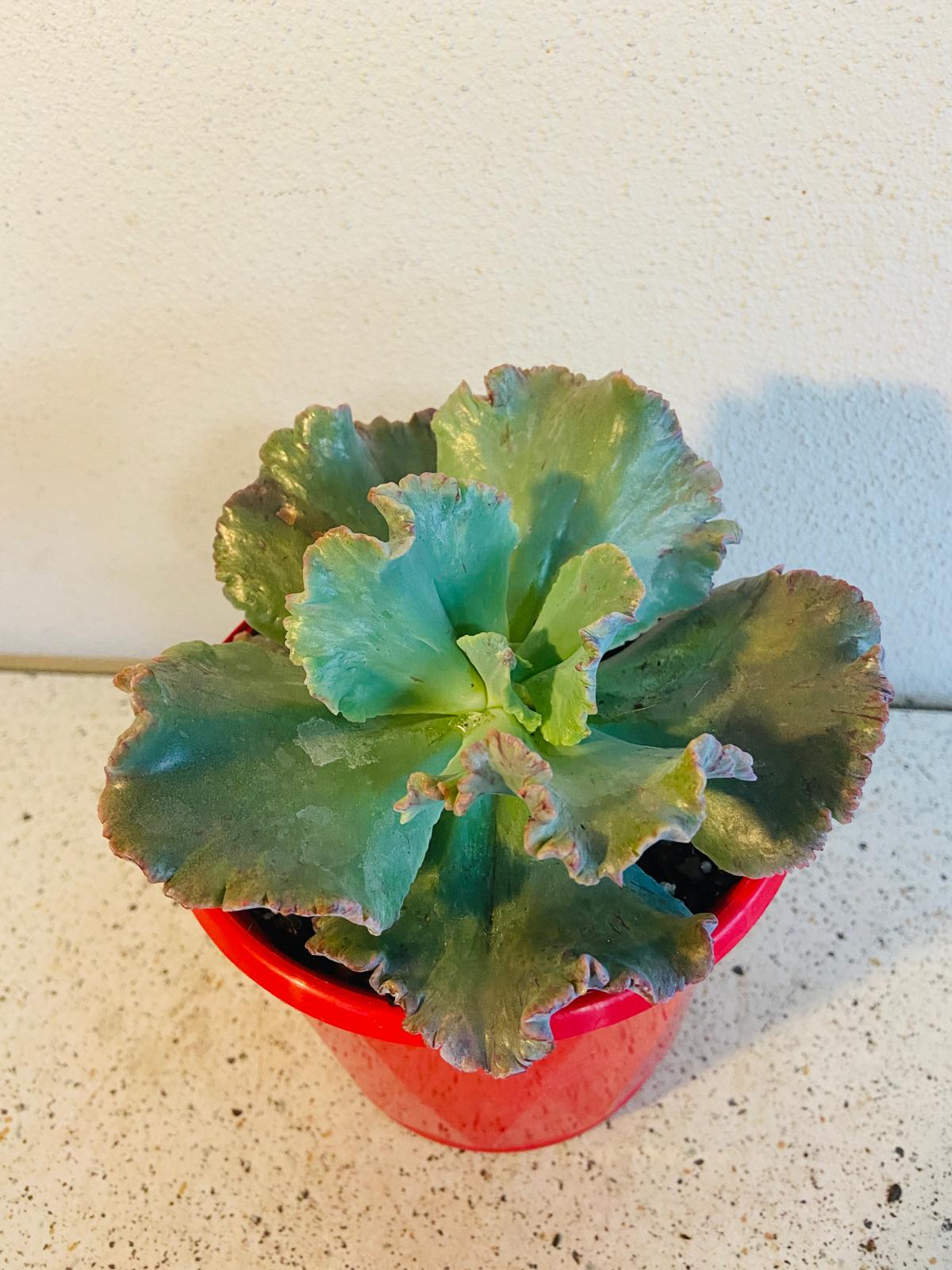 Echeveria 'Octans' compact succulent plant