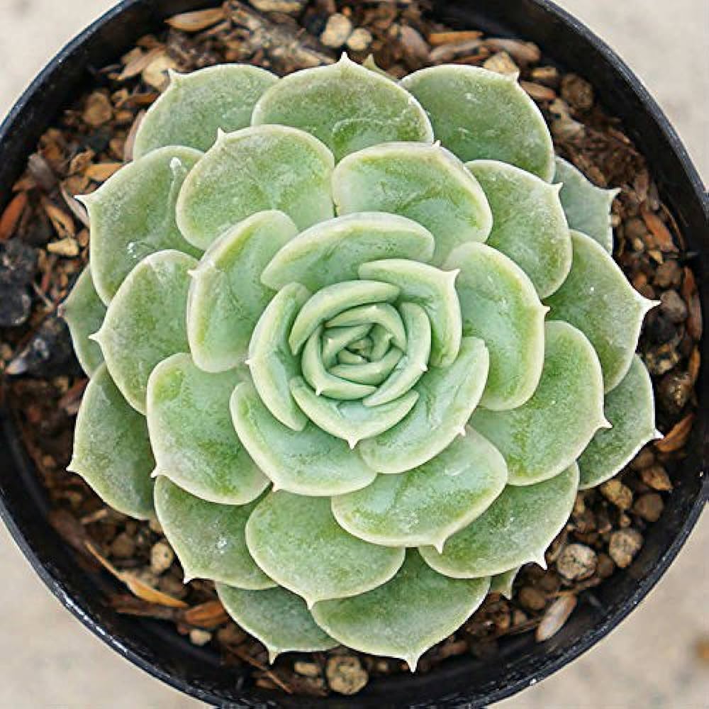 Echeveria Onslow succulent in an 80mm nursery pot