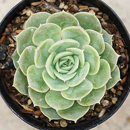 Echeveria Onslow succulent in an 80mm nursery pot