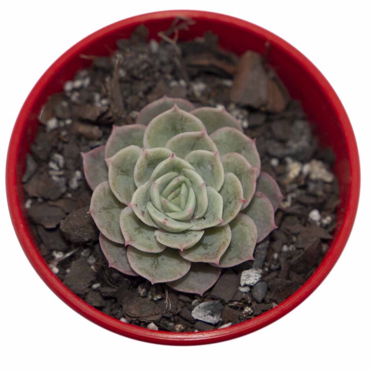 Close-up of powdery Echeveria Onslow leaves