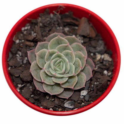 Close-up of powdery Echeveria Onslow leaves