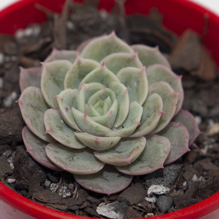 Echeveria Onslow with a compact pastel rosette