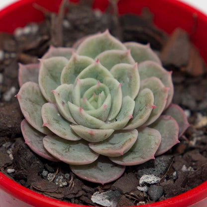Echeveria Onslow with a compact pastel rosette
