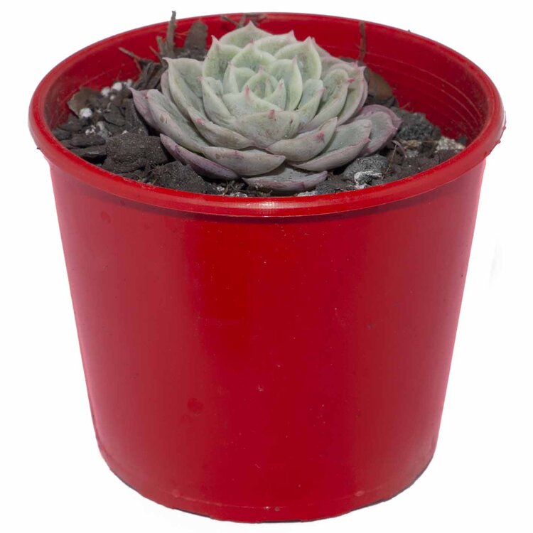 Echeveria Onslow hybrid succulent plant