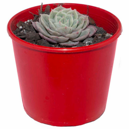 Echeveria Onslow hybrid succulent plant