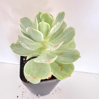 Echeveria Peach Pride Variegated in an 80mm nursery pot