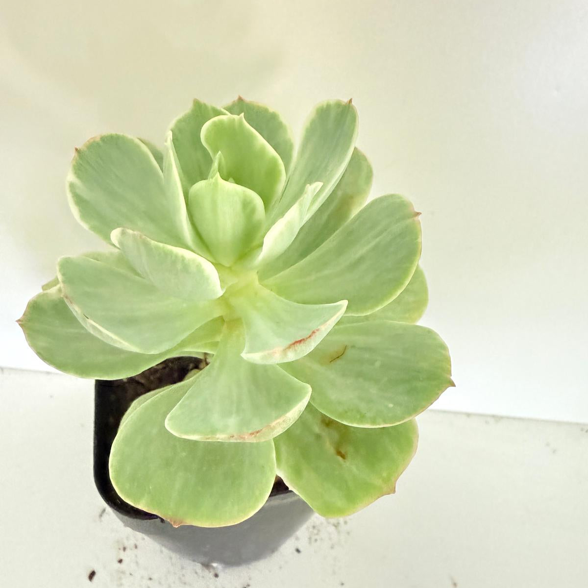 Close-up of Echeveria Peach Pride Variegated foliage
