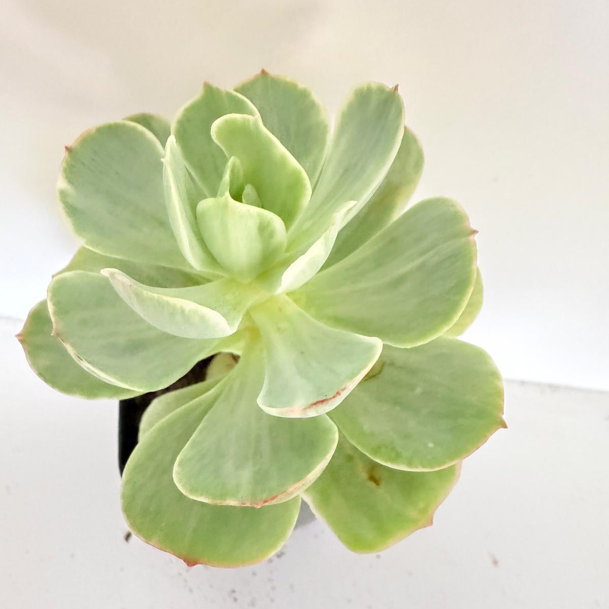 Cream and peach variegated leaves of Echeveria Peach Pride
