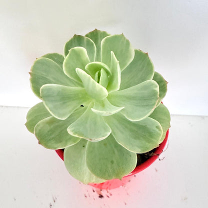 Compact Echeveria Peach Pride Variegated rosette