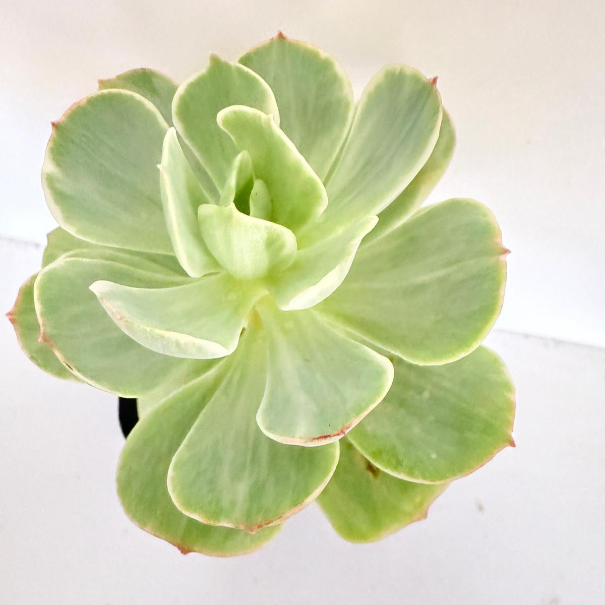 Echeveria Peach Pride Variegated succulent