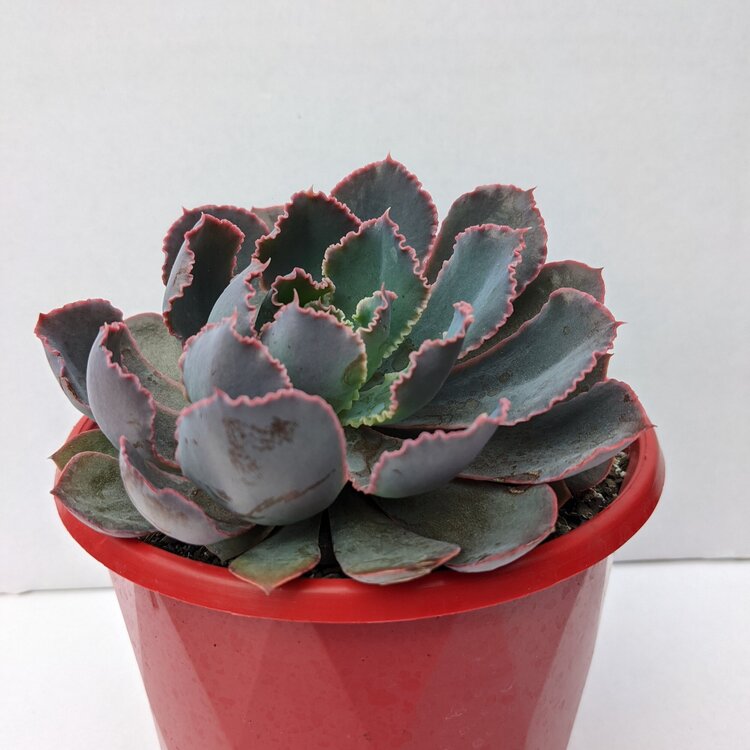 Echeveria Pink Frills plant from a 130mm nursery pot