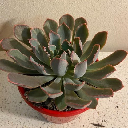 Close-up of frilled pink and lavender Echeveria leaves