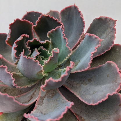 Echeveria Pink Frills ruffled succulent