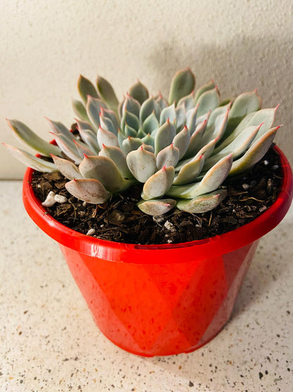 Echeveria ‘Pink Zaragoza’ grown in a 130mm nursery pot with compact rosette growth