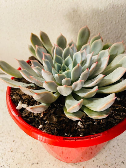 Echeveria ‘Pink Zaragoza’ rosette with spoon-shaped leaves and soft colour variation