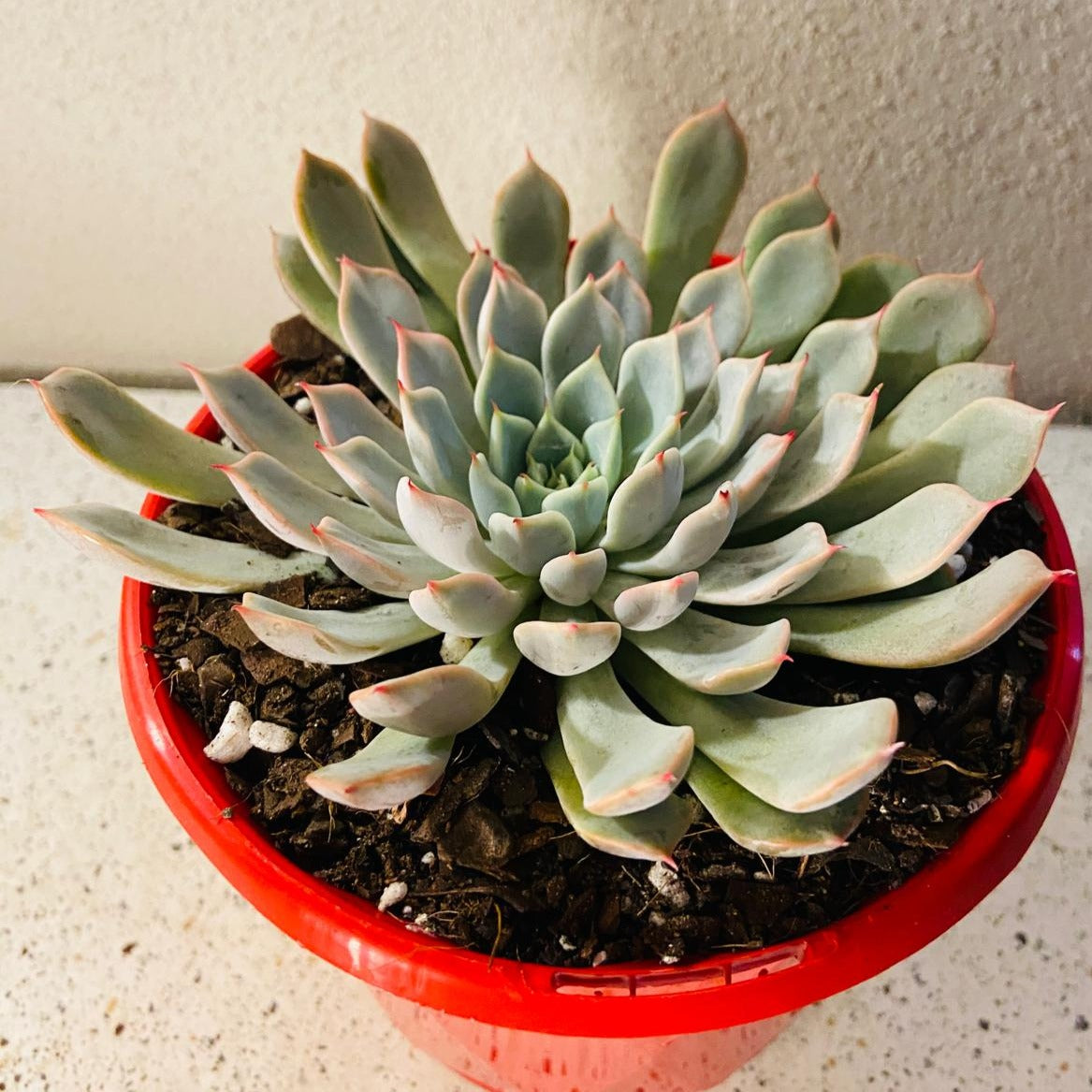 A potted Echeveria 'Pink Zaragoza' with vibrant pink leaves and a red pot, suitable for indoor or outdoor gardening.