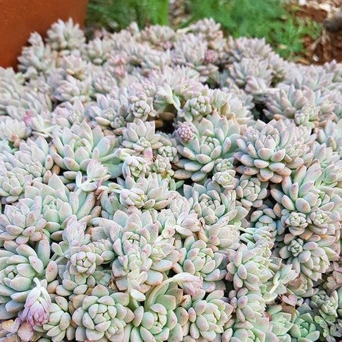 Echeveria prolifera in an 80mm nursery pot