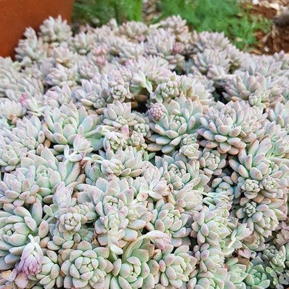 Echeveria prolifera in an 80mm nursery pot