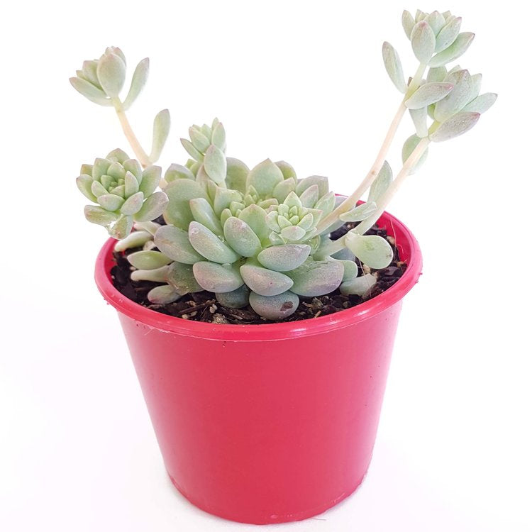 Echeveria prolifera growing in a succulent arrangement