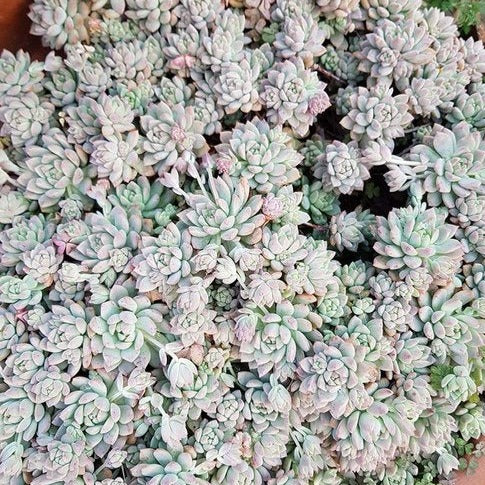 Close-up of silvery-green Echeveria prolifera rosettes