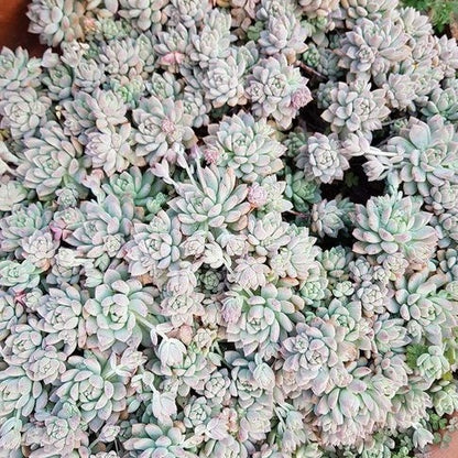Close-up of silvery-green Echeveria prolifera rosettes