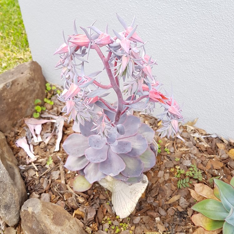 Echeveria ‘Purple Afterglow’ succulent growing in a 130mm nursery pot