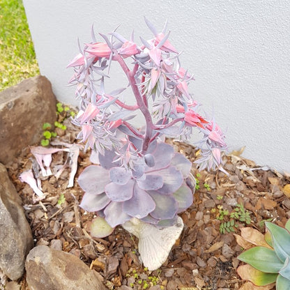 Echeveria ‘Purple Afterglow’ succulent growing in a 130mm nursery pot