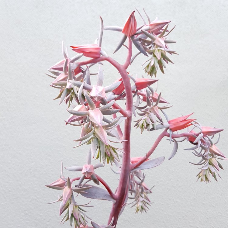 Decorative pot display featuring Echeveria ‘Purple Afterglow’ rosette succulent