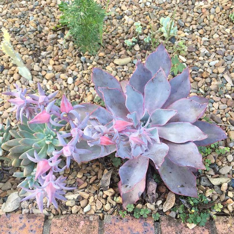 Close-up view of Echeveria ‘Purple Afterglow’ leaves with vivid violet-purple margins