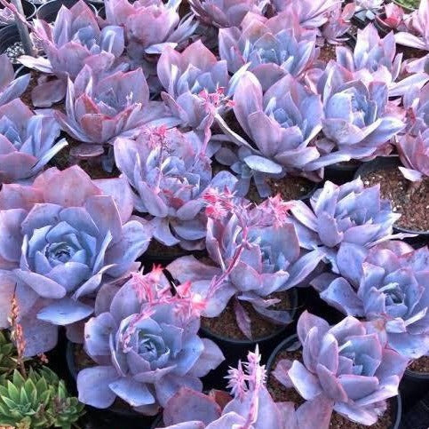 Echeveria ‘Purple Afterglow’ succulent showing a compact rosette with purple leaf edges