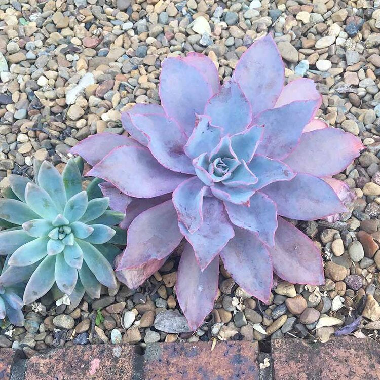 Silvery-green foliage of Echeveria ‘Purple Afterglow’ with soft purple colouring