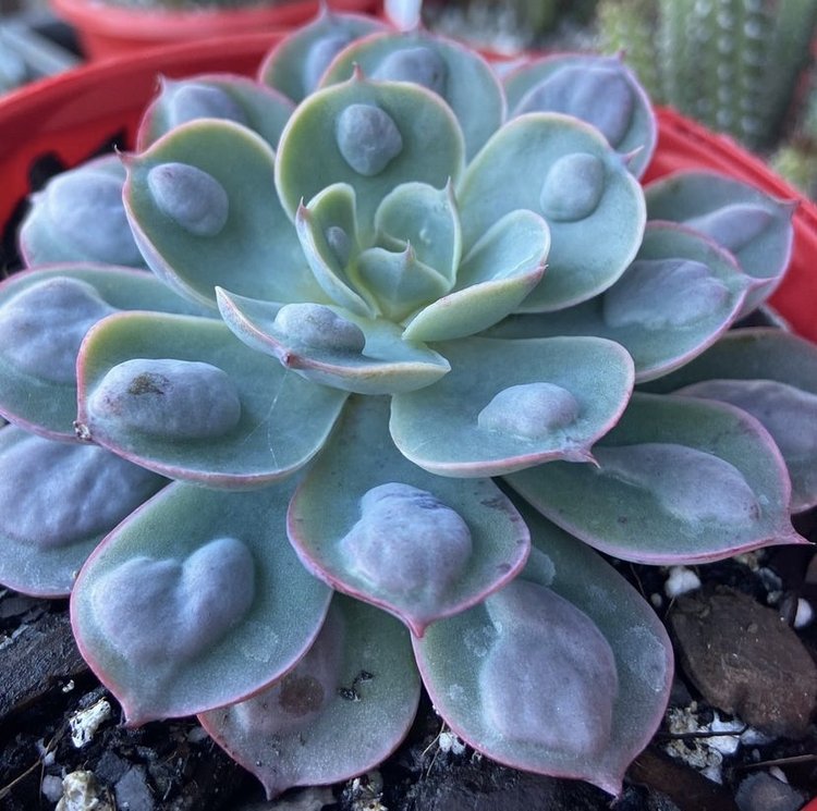 Echeveria ‘Raindrops’ succulent in a 130mm nursery pot