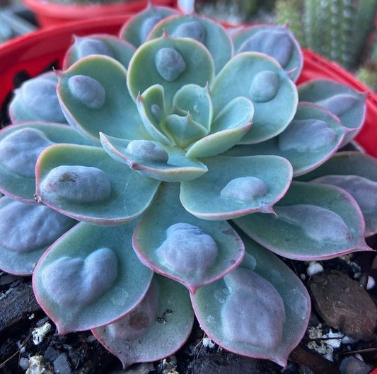 Echeveria ‘Raindrops’ succulent in a 130mm nursery pot