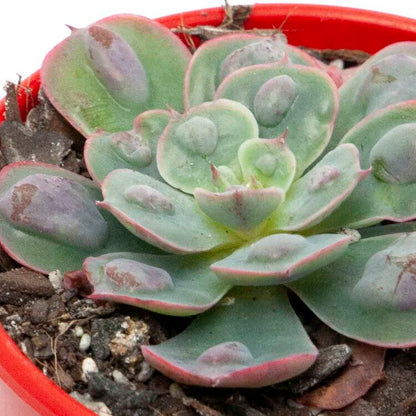 Echeveria ‘Raindrops’ succulent for sale in Australia