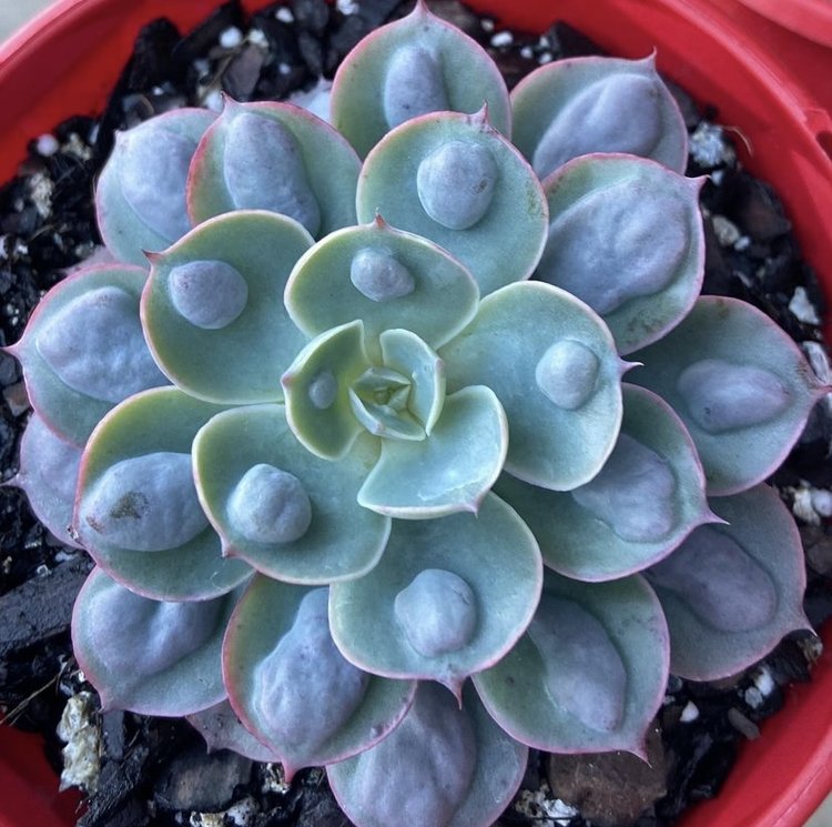 Echeveria ‘Raindrops’ with subtle pink colouring on leaf edges