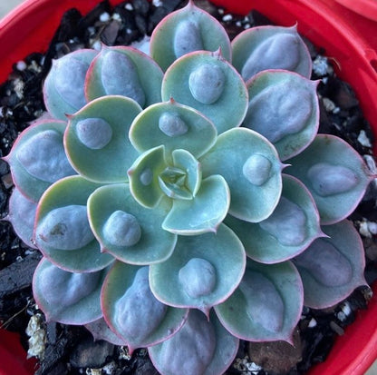 Echeveria ‘Raindrops’ with subtle pink colouring on leaf edges