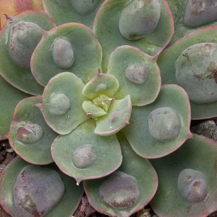 Compact grey-green rosette of Echeveria ‘Raindrops’