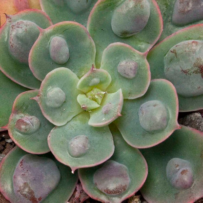 Compact grey-green rosette of Echeveria ‘Raindrops’