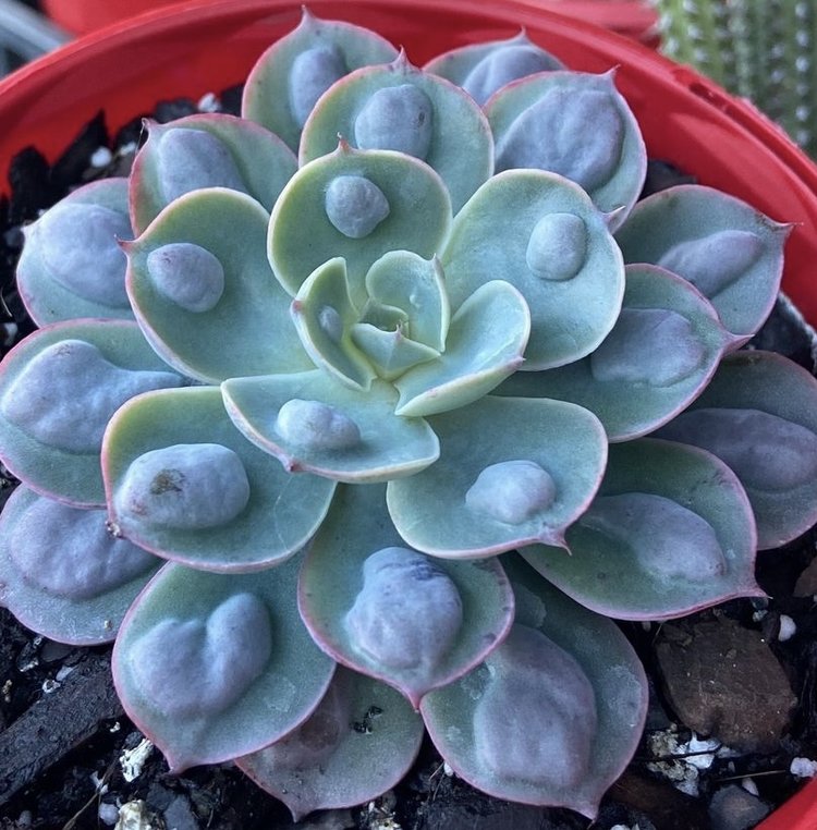Close-up of the raised raindrop texture on Echeveria ‘Raindrops’ leaves