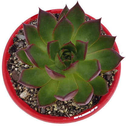  Compact Echeveria rosette with reddish leaf margins