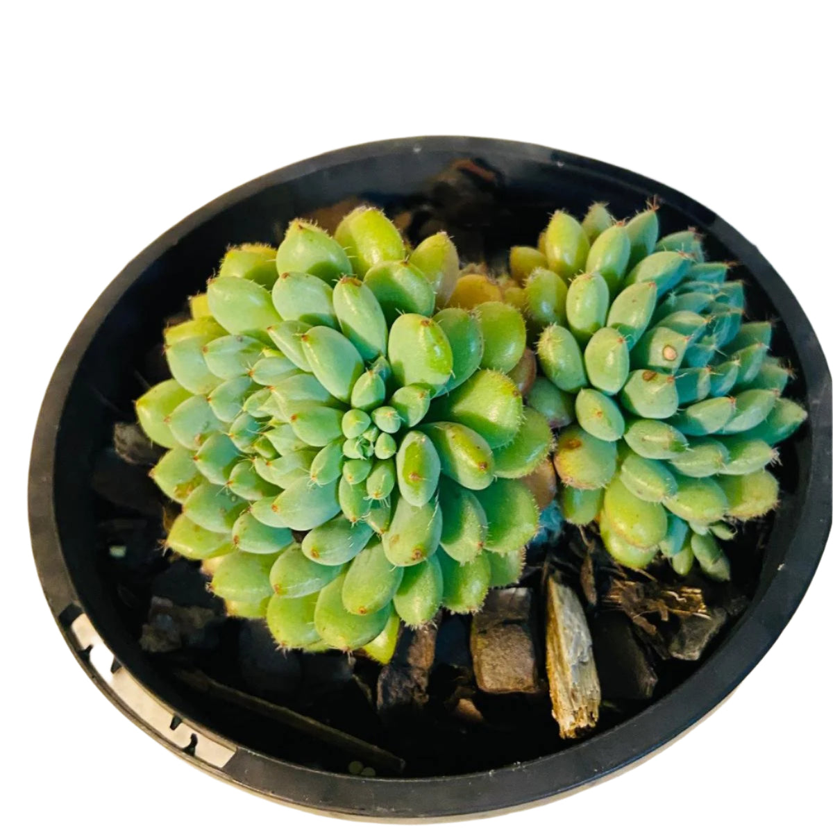 Echeveria ‘Rundelli’ succulent in a 130mm nursery pot