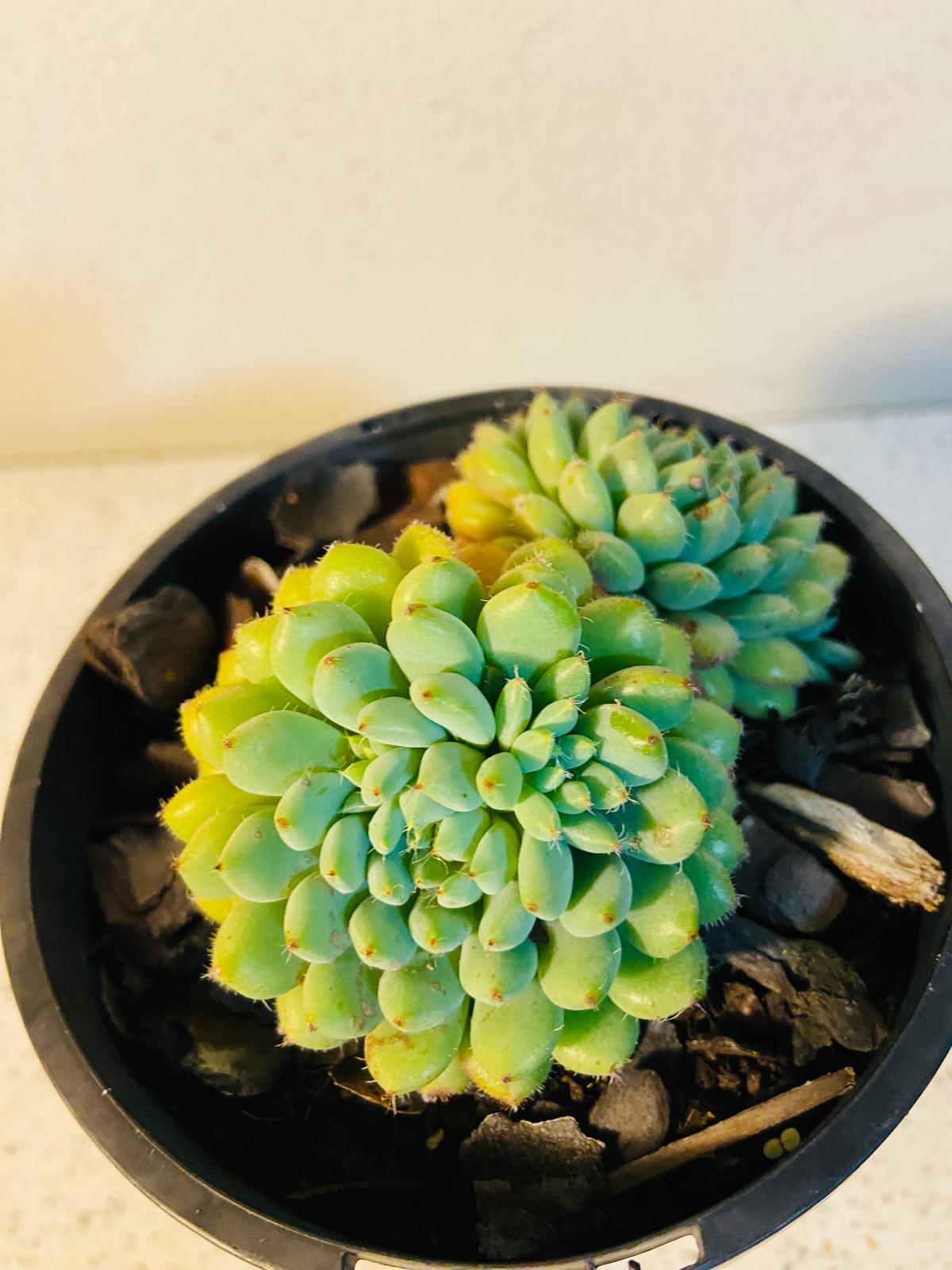 Echeveria ‘Rundelli’ succulent for sale in Australia