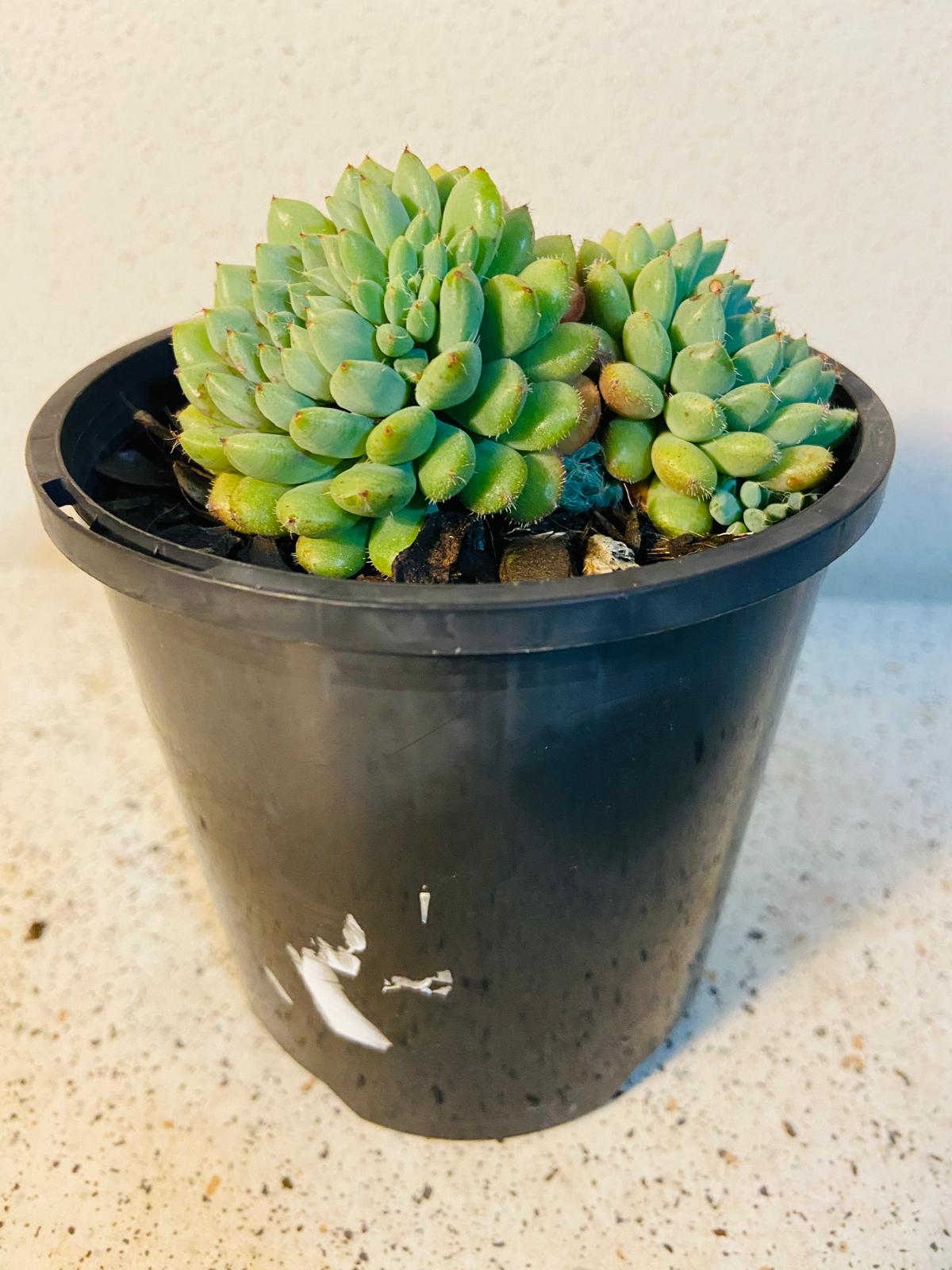Green, pink and lavender tones on Echeveria ‘Rundelli’ leaves